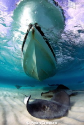Stingrays at Sandbar, Grand Cayman by Pietro Cremone 